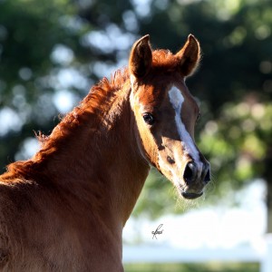 C-2010-Balyanna-Filly-25