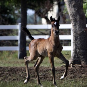 LYN-ROGERS-2010-FILLY-THE-FLOAT-LOW-RES