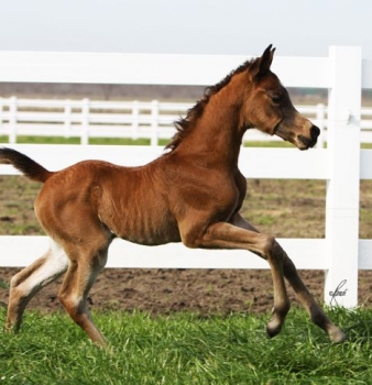 First Foal of 2011 Arrives!