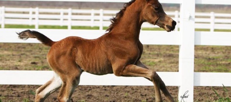 First Foal of 2011 Arrives!