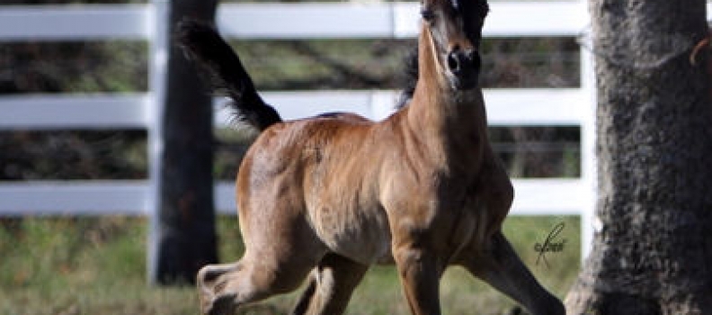 2010 Foals Arrive