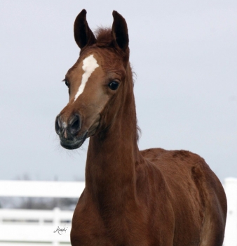 2012 Foals are Here!